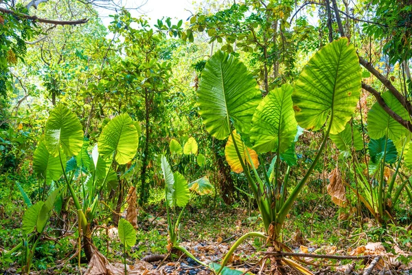Jungle Forest Landscape Green Lush Foliage Huge Green Alocasia Plants — Foto de Stock