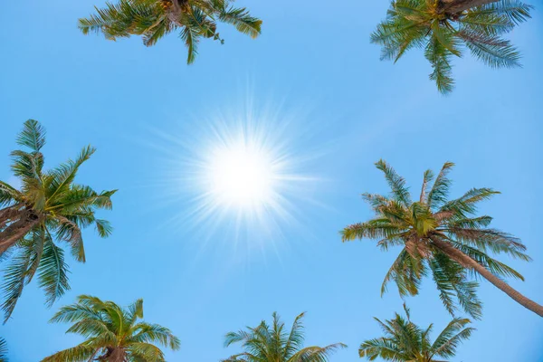 Palm Top Trees Sun Blue Sky Paradise Holiday Summer Nature — Fotografia de Stock