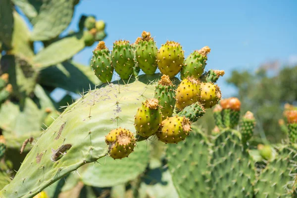 Cactus plant with fruits, cactus bush in desert