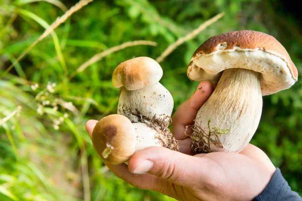 Edible Mushrooms Boletu Hand Mushroom Forest — 스톡 사진