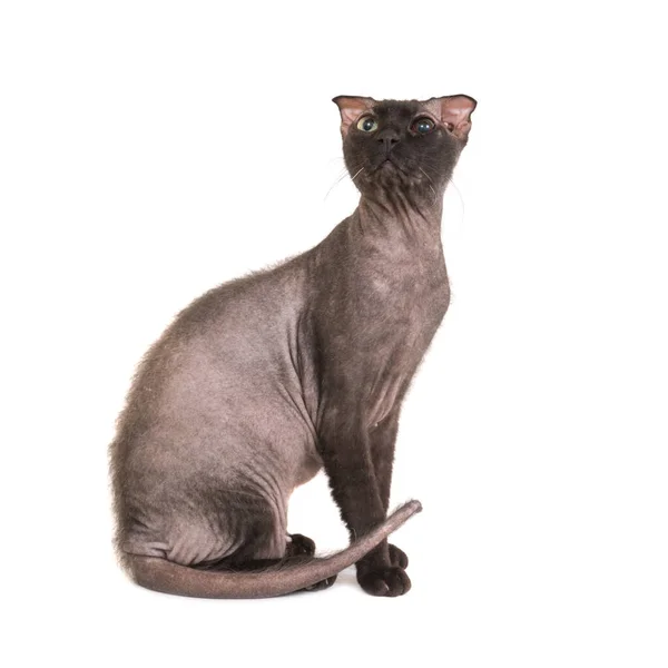 Sphinx Bald Cat Isolated White Background Ukrainian Levkoy Breed — Stock Photo, Image