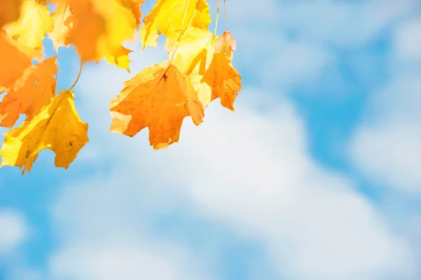 Yellow Autumn Fall Leaves Blue Sky White Clouds — Foto de Stock