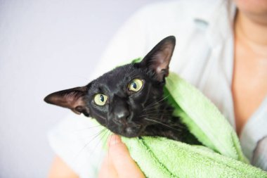 Black wet cat in towel after bath. Black oriental cat