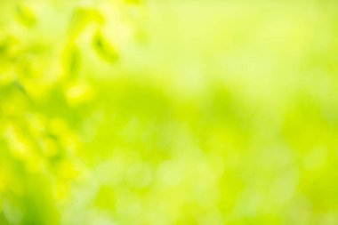 Yeşil soyut arkaplan için yeşil güneşli bulanık doğa arkaplanı