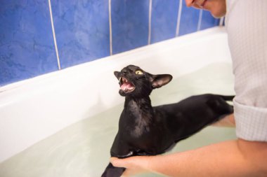 Black cat in water taking bath. Black oriental cat