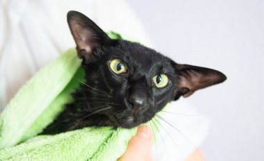 Black wet cat in towel after bath. Black oriental cat