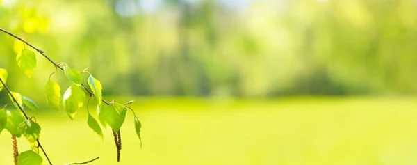 Folhas Verdes Panorama Natureza Grama Verde Fundo Abstrato — Fotografia de Stock