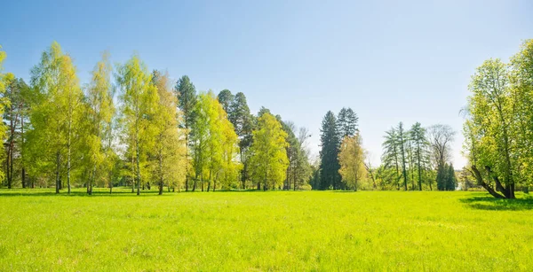 Зеленые Деревья Панорама Весеннего Парка Леса Зелеными Листьями Зеленой Травой — стоковое фото