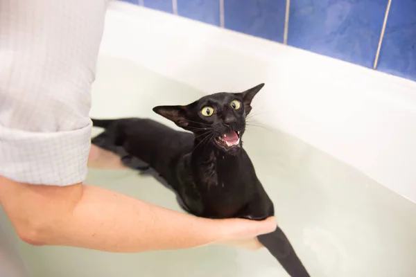 Black Cat Water Taking Bath Black Oriental Cat — Stock Photo, Image