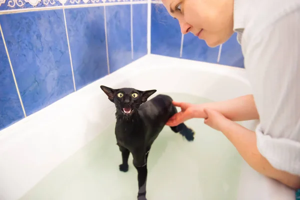 Woman Black Cat Water Taking Bath Black Oriental Cat — Stock Fotó