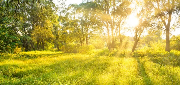 Grüner Sonniger Park Landschaft Mit Sonne Die Durch Bäume Scheint — Stockfoto