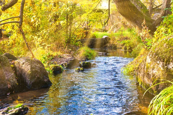 Fluss Herbstlichen Wald Mit Fallenden Gelben Bäumen — Stockfoto