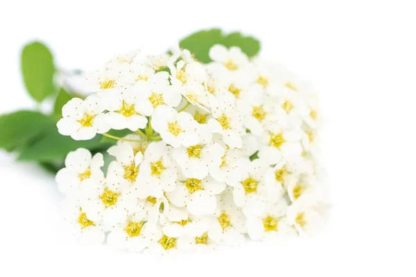 White Flowers Bouquet Green Leaves Isolated White Background — Foto de Stock