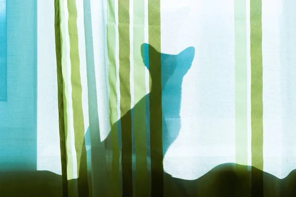 Czarny Kot Cień Oknie Kot Pokoju Rano — Zdjęcie stockowe