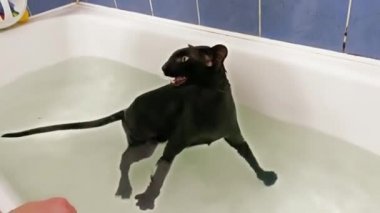 Sudaki kara kedi banyo yapıyor. Kara doğulu kedi miyavlıyor, 4K video klibi.
