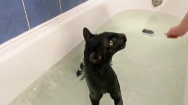 Sudaki kara kedi banyo yapıyor. Kara doğulu kedi miyavlıyor, 4K video klibi.
