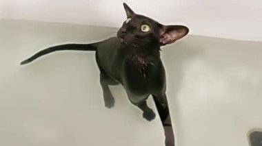 Sudaki kara kedi banyo yapıyor. Kara doğulu kedi miyavlıyor, 4K video klibi.