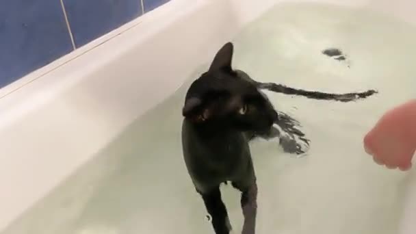 Черная Кошка Воде Принимает Ванну Чёрный Восточный Кот — стоковое видео