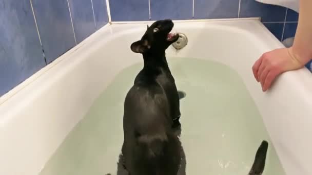 Black Cat Water Taking Bath Black Oriental Cat Making Loud — Stock Video