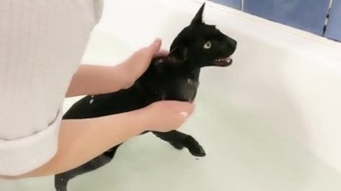 Sudaki kara kedi banyo yapıyor. Siyah doğulu kedi 4K video klibi
