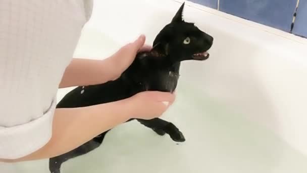 黑猫在水里洗澡 东方黑猫4K视频剪辑 — 图库视频影像
