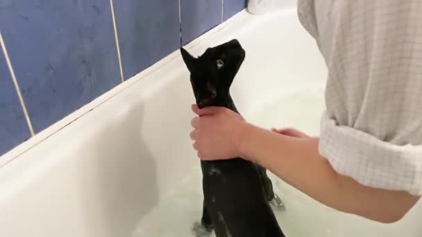 Gato Negro Agua Tomando Baño Negro Oriental Gato Video Clip — Vídeos de Stock