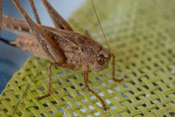 Große Braune Heuschrecke Bereit Vom Tisch Springen lizenzfreie Stockfotos