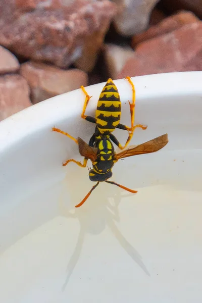 Wasp Taking Drink Hot Summers Day Stockbild