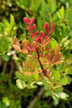 young red shoots found in hedgerow