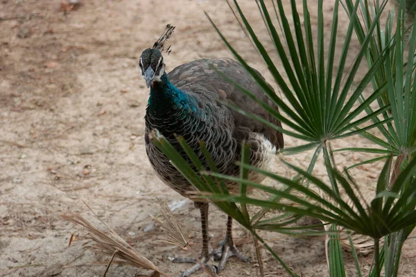 Peahen Tímidamente Picos Alrededor Arbusto Imagen de archivo