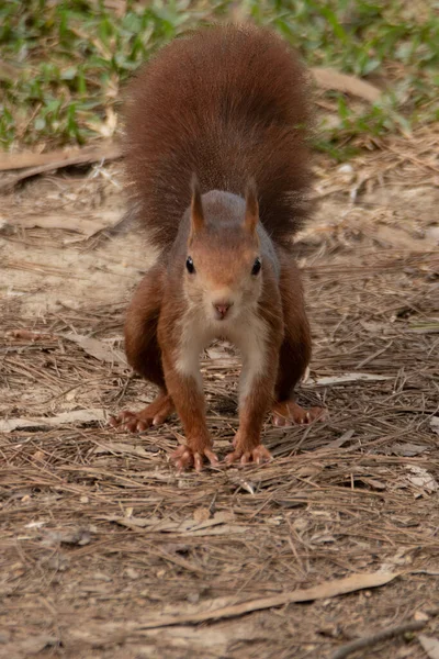 Neugierige Rote Eichhörnchen Park lizenzfreie Stockfotos