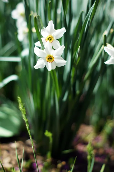 Closeup bílých květin Narcis v zahradě — Stock fotografie