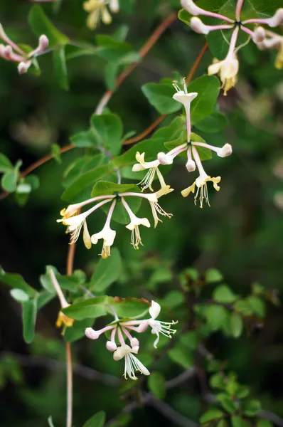 Nahaufnahme von Lonicera caprifolium-Blüten im Frühlingsgarten — Stockfoto