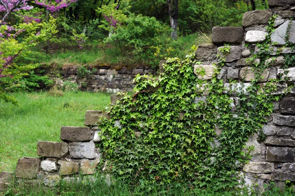 Old stone staeps with ivy plant — Stock Photo, Image