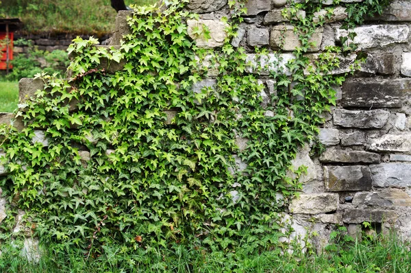 Gamle sten pletter med vedbend plante - Stock-foto