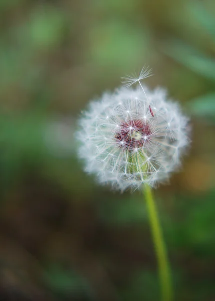 Closeup of old dandelion flower — Stock Photo, Image