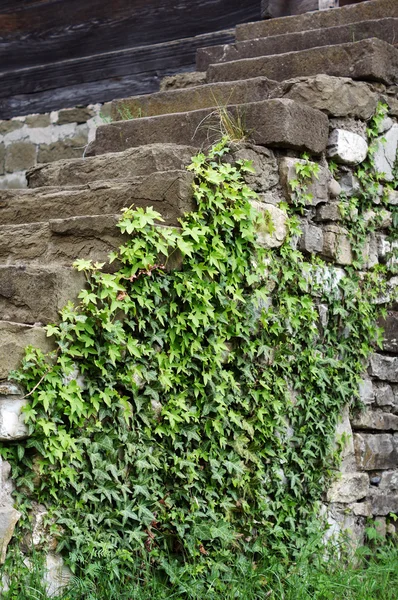 Gamle sten pletter med vedbend plante - Stock-foto