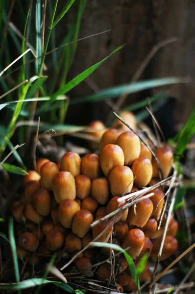 Агарский медовый грибок на пне в лесу — стоковое фото