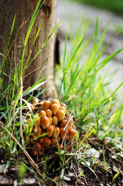 Агарский медовый грибок на пне в лесу — стоковое фото