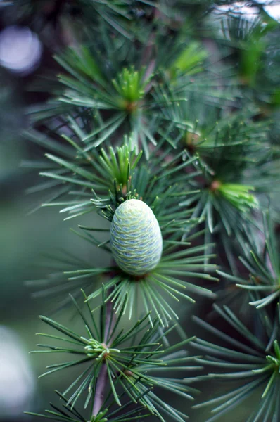 Jeune branche au printemps du mélèze européen (Larix decidua) — Photo