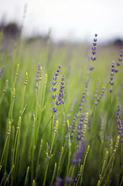 Gartenblick im Sommer: Lavendelblüten — Stockfoto