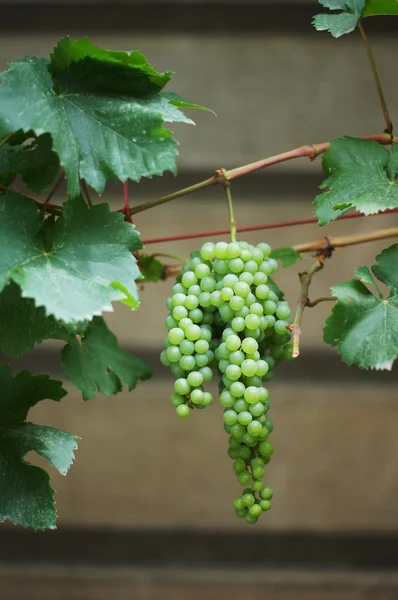 Zbliżenie kiści winogron w vinyard — Zdjęcie stockowe
