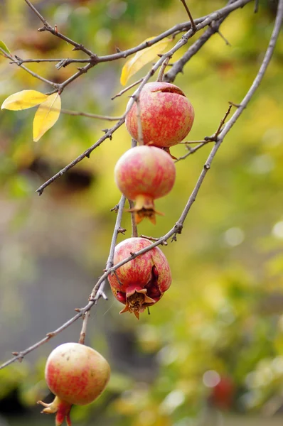 Primo piano di frutta di melograno fresca su un ramo di cespuglio — Foto Stock