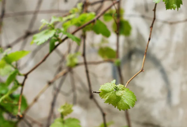 Liść zbliżenie winogron winorośli — Zdjęcie stockowe
