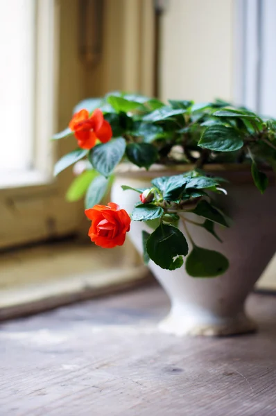 Interior decor: flowers in the pot — Stock Photo, Image