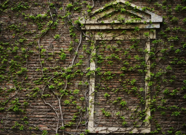 Alte Mauer mit Efeupflanze — Stockfoto