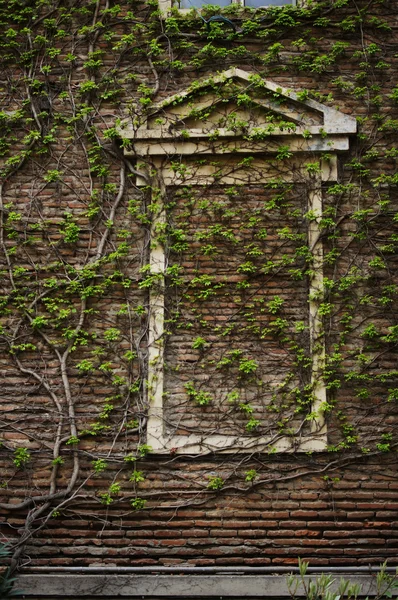 Alte Mauer mit Efeupflanze — Stockfoto