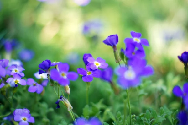 Closeup of spring purple garden flowers — Stock Photo, Image
