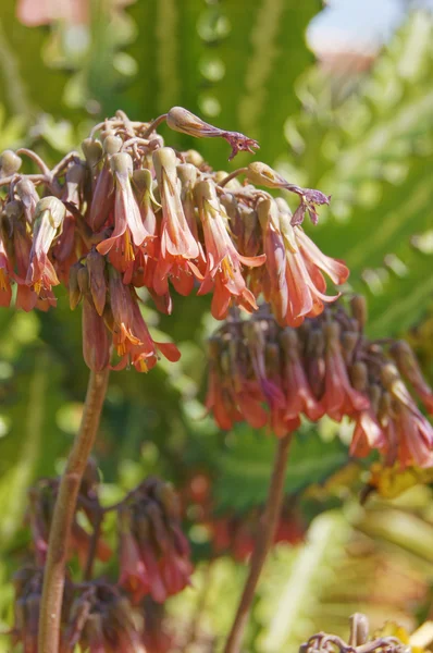 Primer plano de la planta con flores de lombriz — Foto de Stock