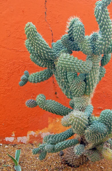 Primo piano della pianta di cactus in natura selvaggia — Foto Stock